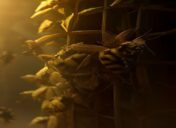 Save-the-Bees-Semen-Bank-Conserve-Super-Bee-Species